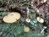 Callistosporium luteo-olivaceum image
