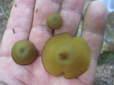 Callistosporium luteo-olivaceum image
