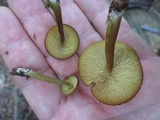 Callistosporium luteo-olivaceum image