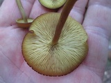 Callistosporium luteo-olivaceum image