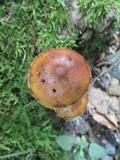 Hemistropharia albocrenulata image
