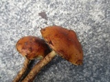 Hemistropharia albocrenulata image