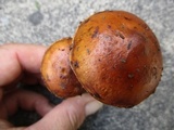 Hemistropharia albocrenulata image