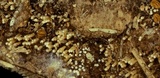 Rectipilus davidii image