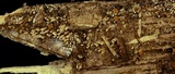 Rectipilus davidii image