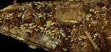 Rectipilus davidii image