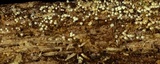 Rectipilus davidii image