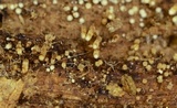 Rectipilus davidii image