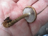 Hemistropharia albocrenulata image
