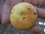 Lactarius croceus image