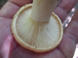 Lactarius croceus image