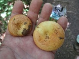 Lactarius croceus image