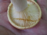 Lactarius croceus image