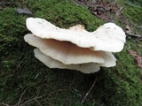 Tyromyces galactinus image