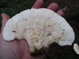 Tyromyces galactinus image