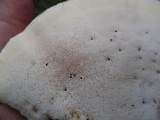 Tyromyces galactinus image