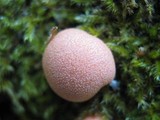 Lycogala epidendrum image