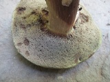 Tylopilus sordidus image