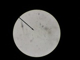 Tylopilus felleus image