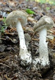 Amanita cinereoconia image