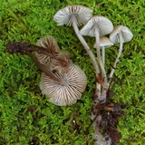 Mycena vitilis image