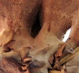 Hydnellum concrescens image