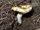 Russula lutea image