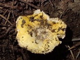 Russula lutea image