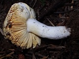Russula lutea image