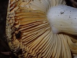 Russula lutea image