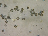 Russula lutea image