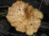 Polyporus tuberaster image