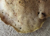 Abortiporus biennis image
