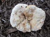 Abortiporus biennis image
