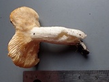 Russula lutea image