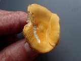 Russula lutea image