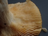 Russula lutea image