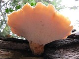 Polyporus tuberaster image