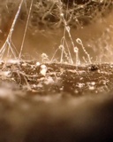 Pilobolus kleinii image