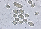Pilobolus kleinii image