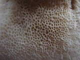 Polyporus tuberaster image