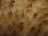 Polyporus tuberaster image