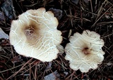 Marasmius nigrodiscus image