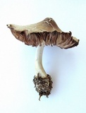 Marasmius nigrodiscus image