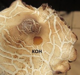 Marasmius nigrodiscus image