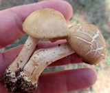 Marasmius nigrodiscus image