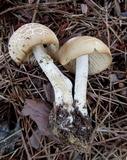 Marasmius nigrodiscus image