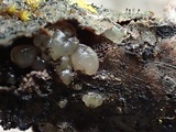 Myxarium nucleatum image