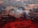 Myxarium nucleatum image