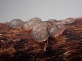 Myxarium nucleatum image